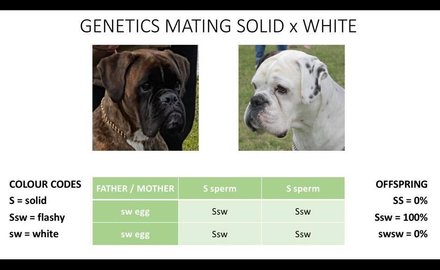 Illustration of Boxer colour genetics