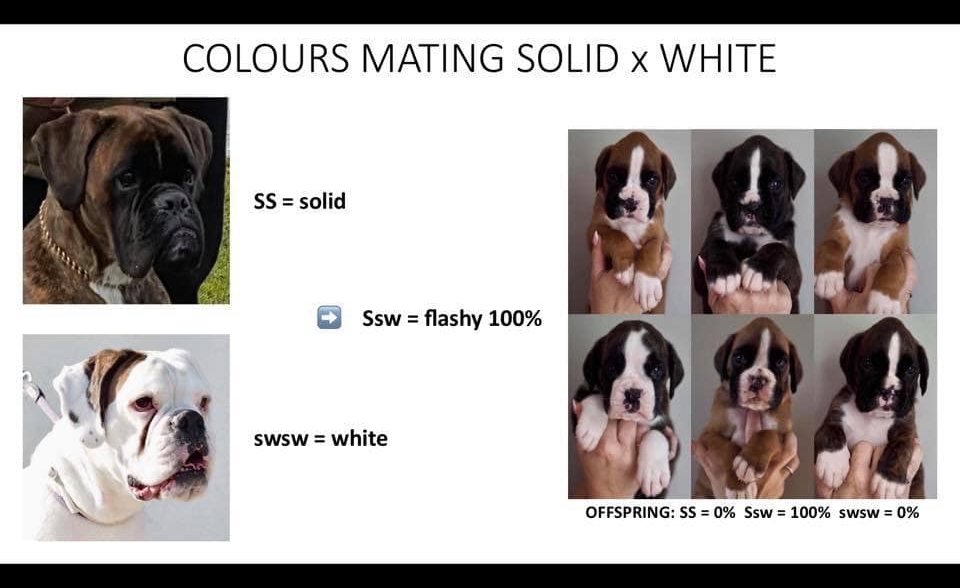 Illustration of Boxer colour genetics