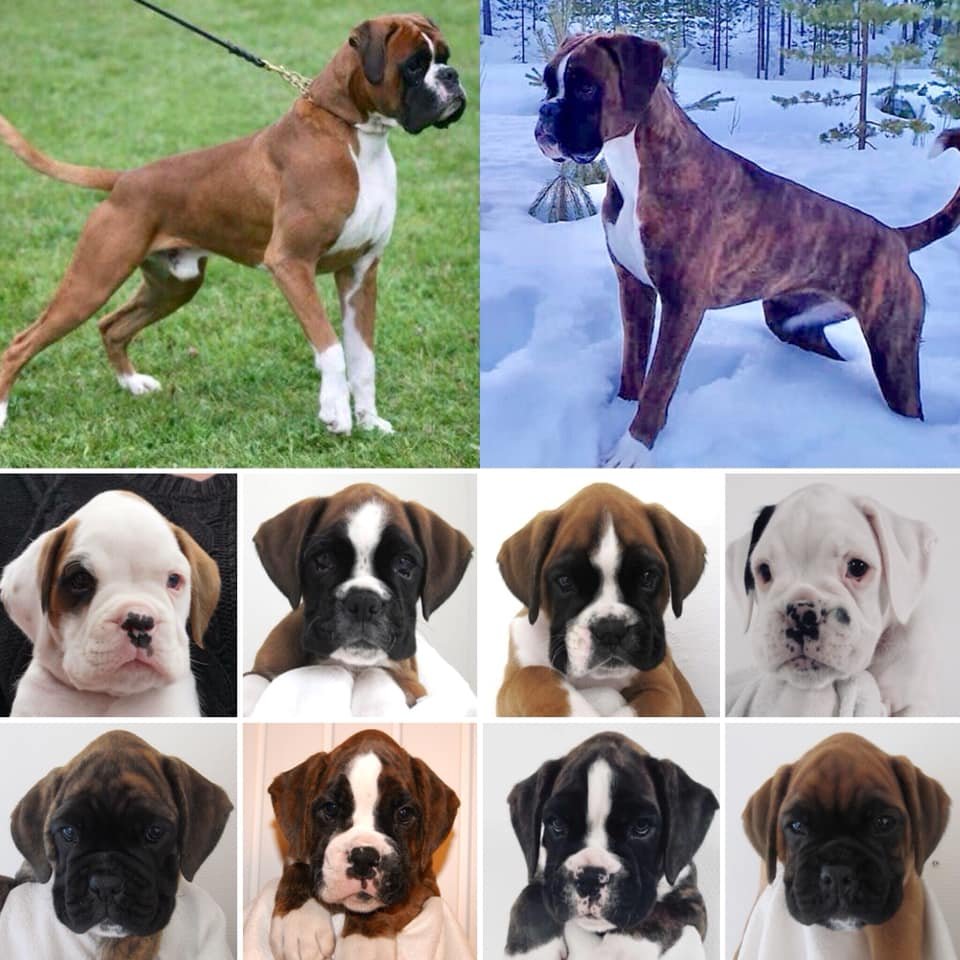 Illustration of coloured offspring after a white Boxer