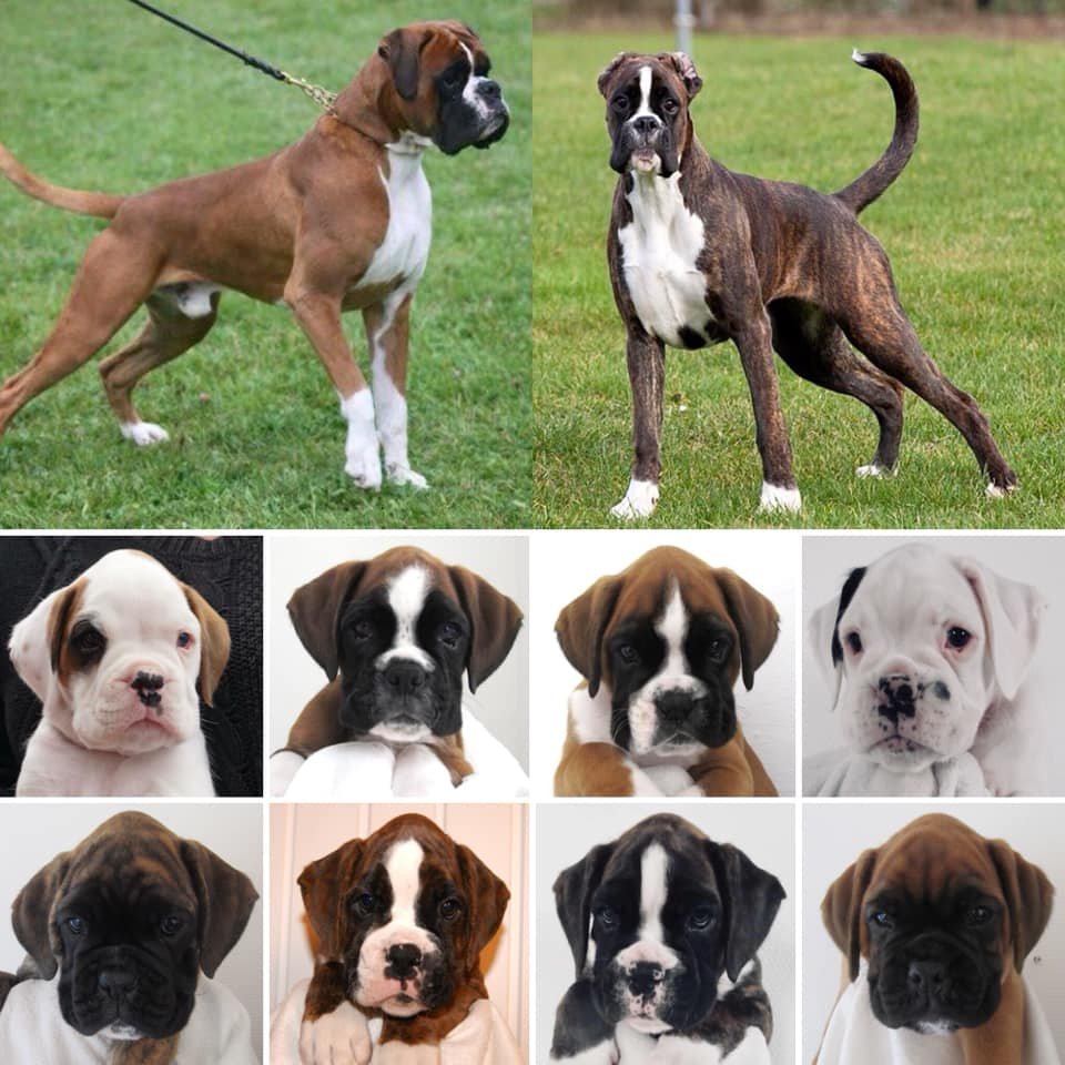 Illustration of coloured offspring after a white Boxer